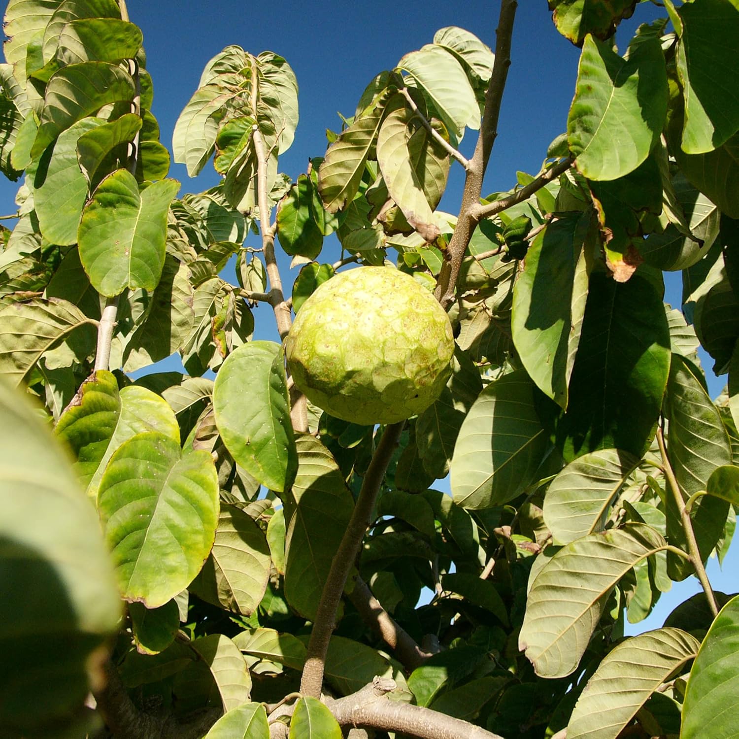 Custard Apple Seeds Cherimoya Non-GMO Tropical Fruit Tree Seeds