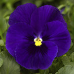 Deepblue Pansy Flower Seeds for Planting - NON GMO Seeds Dhara Seeds