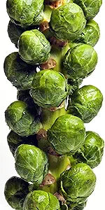 Brussels Sprout Brassica oleracea Catskill vegetable seeds for planting in kitchen garden beds