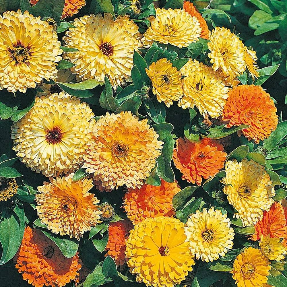 Orange Pot Marigold Seeds for Planting Calendula officinalis for Vegetable Garden and Flower Border