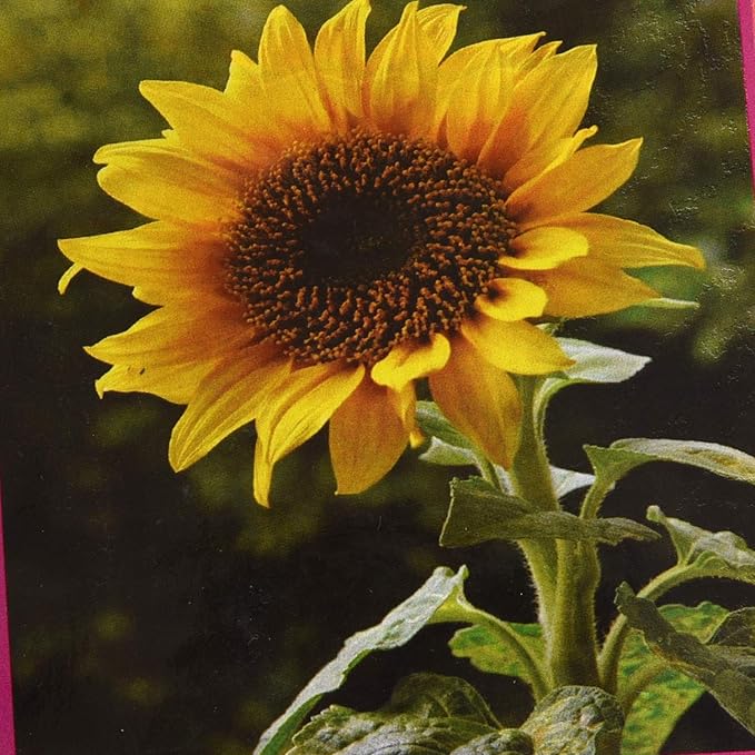 Suttons Sunflower Seeds for Planting