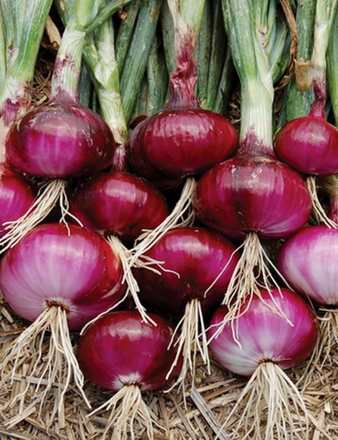 Sweet Spanish Onion Allium Cepa vegetable seeds for planting in kitchen garden and backyard vegetable patches