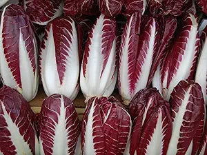 Radicchio Cichorium intybus Rossa di Treviso vegetable seeds for planting in kitchen garden rows