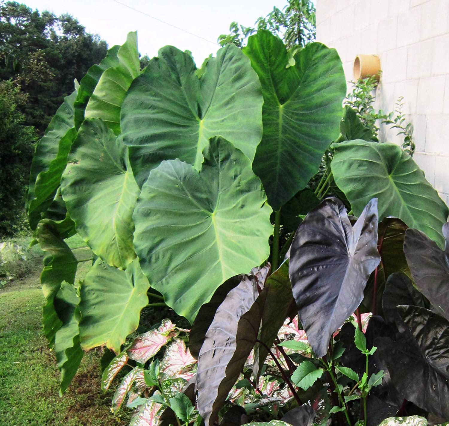 Elephant Ear Seeds - Jumbo