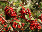 Cotoneaster lacteus fruit seeds