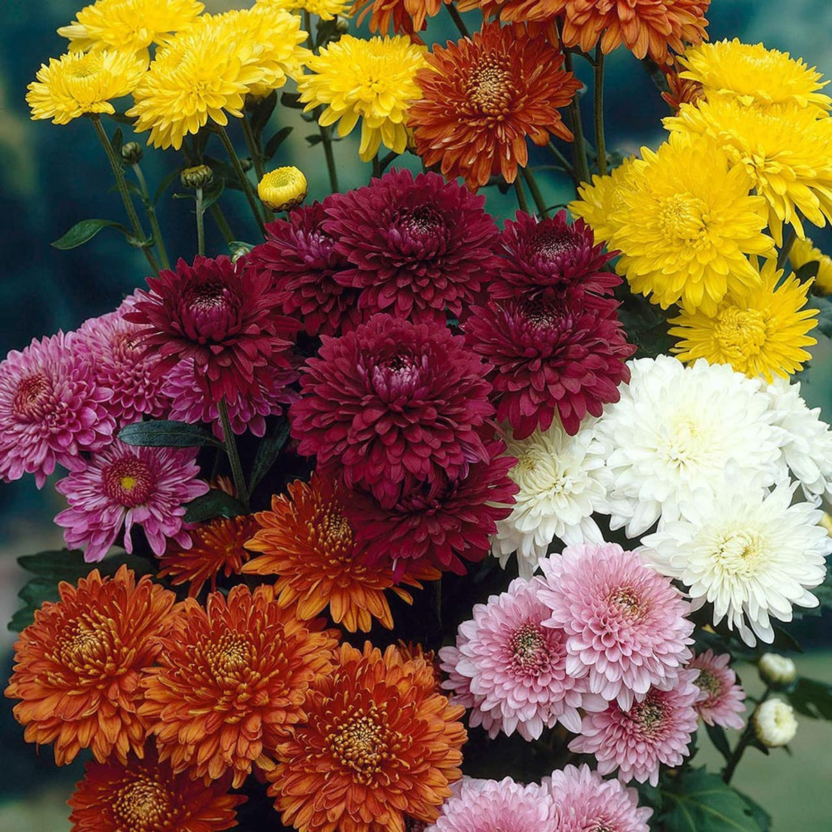 Rare Mixed Chrysanthemum Seeds Chrysanthemum spp. for Planting Indoors or in Bonsai Containers