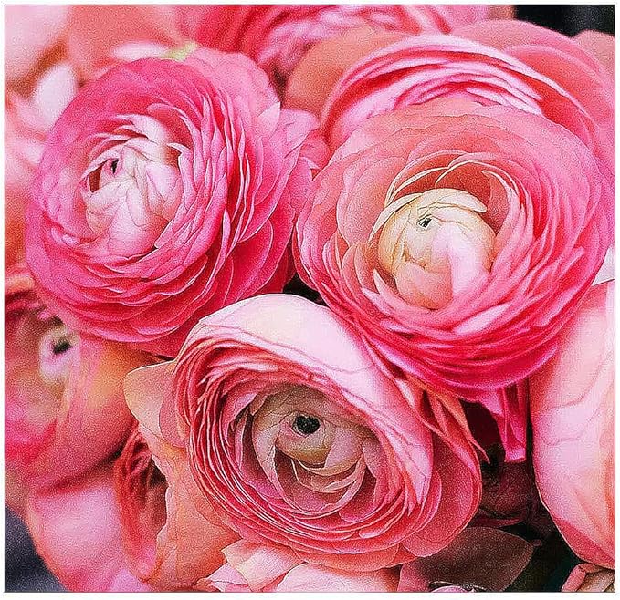 Ranunculus Flower Seeds for Planting