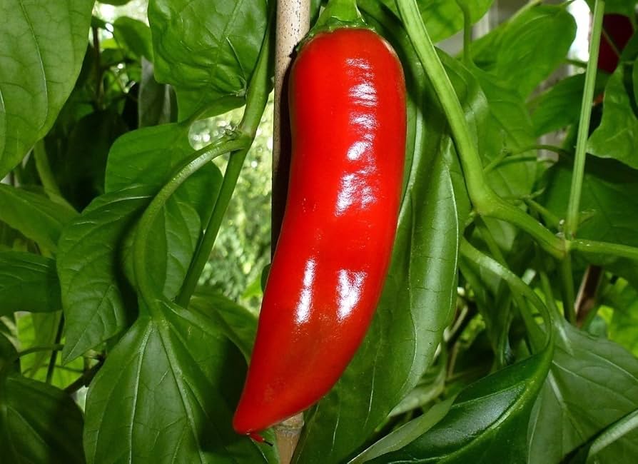 NuMex Big Jim Pepper Capsicum annuum hot vegetable seeds for planting in kitchen garden plots