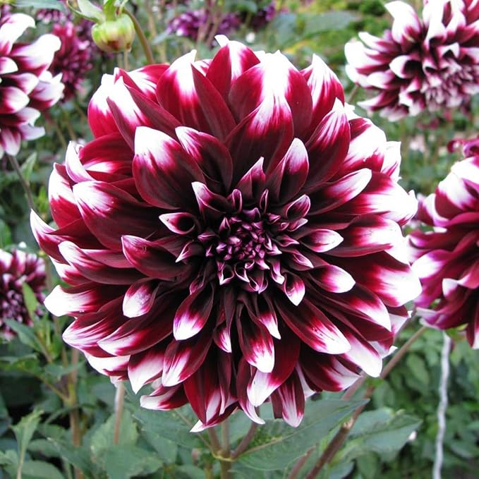 Dahlia Dahlia pinnata flower seeds for planting in backyard garden or seasonal flower beds
