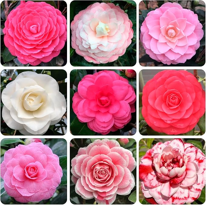 Camellia Camellia japonica flower seeds for planting in home garden or shaded borders