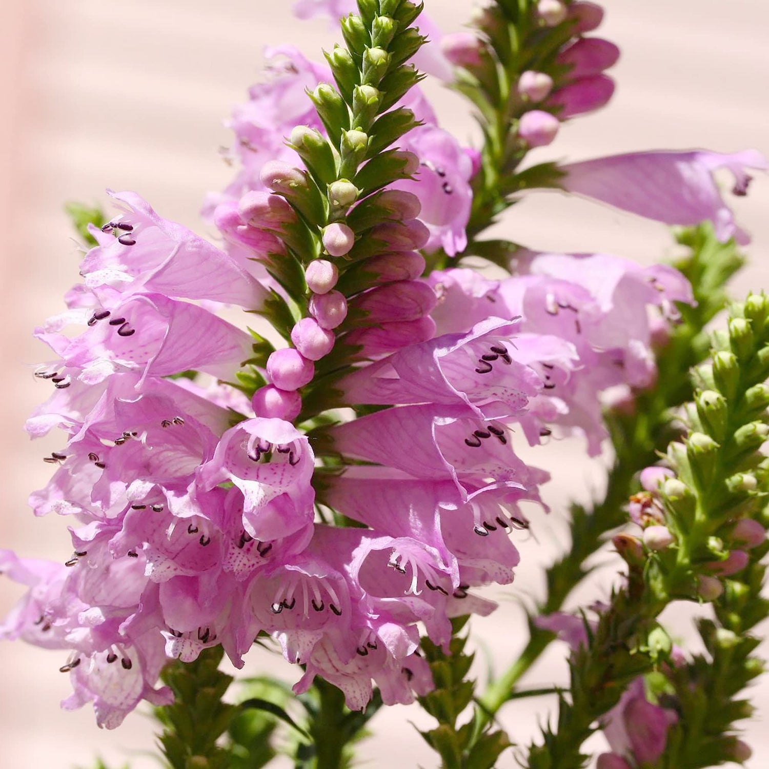 Showy Obedient Plant Physostegia virginiana Seeds for Planting Cottage Garden Flower Border