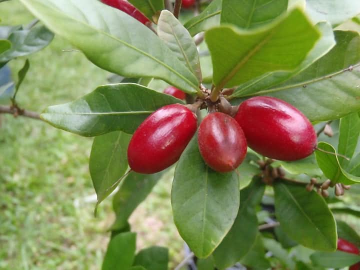 Milagrosa Fruit Seeds for Planting - Unique and Delicious Fruits, Heirloom & Non-GMO Seeds for Home Garden