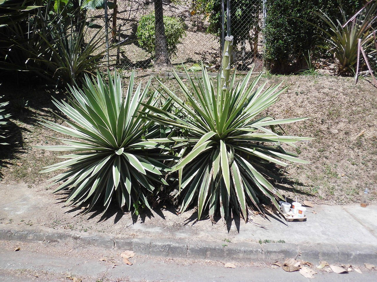 Agave angustifolia Seeds – Caribbean Agave Succulent Seeds