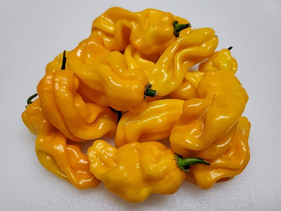 Madame Jeanette Yellow Pepper Seeds for Planting Vegetable Patch Pots