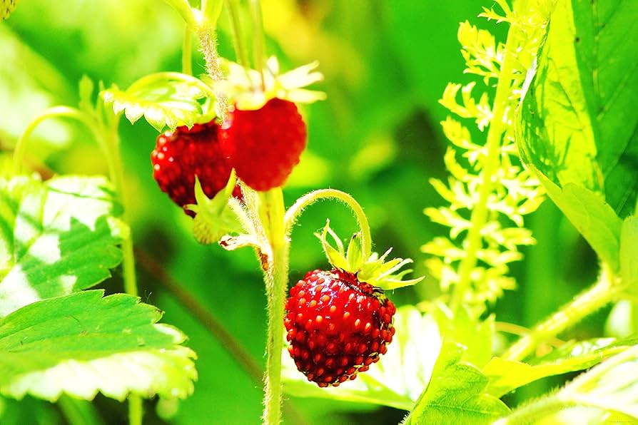 Vesca Alexandria Strawberry seeds for compact container garden