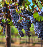 Deep blue grape fruit seeds for planting in patio gardens
