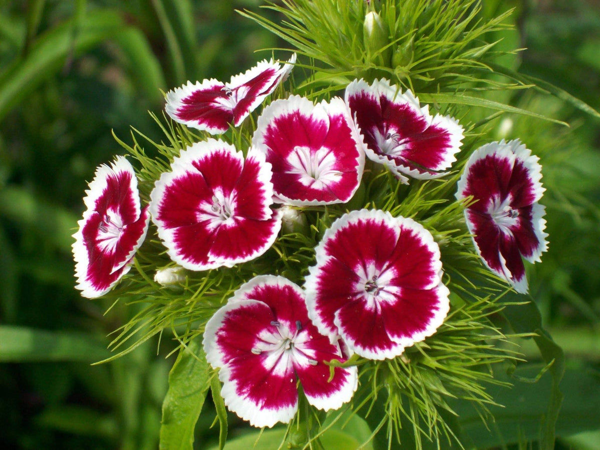 Dianthus Dianthus Barbatus Sonata Mix Flower Seeds for Planting
