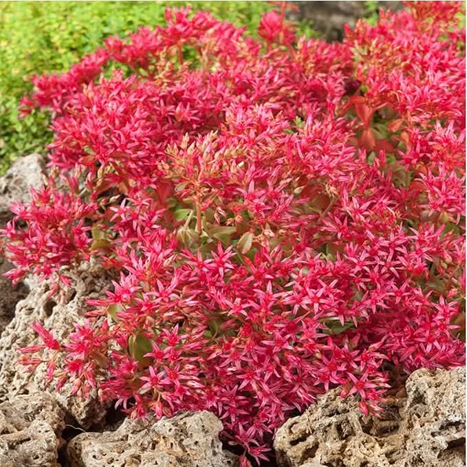 Sedum Ground Cover Flower Seeds for Planting – Drought-Tolerant Blooming Seeds