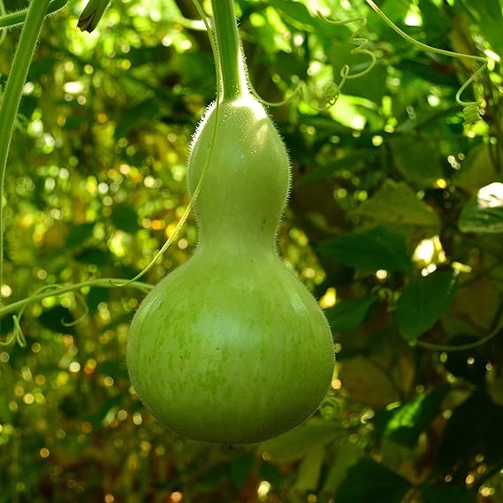 Bottle Gourd Lagenaria Siceraria Vegetable Seeds for Planting – Fast-Growing Variety for Kitchen Garden and Trellis Use