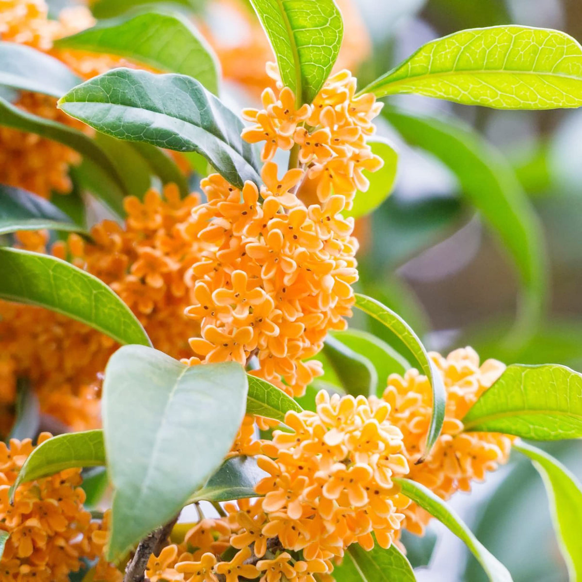 Fragrant Osmanthus Fragrans Flower Seeds for Planting in home garden landscapes