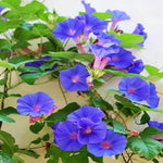 Kalimeris Kalimeris pinnatifida for planting in flower bed