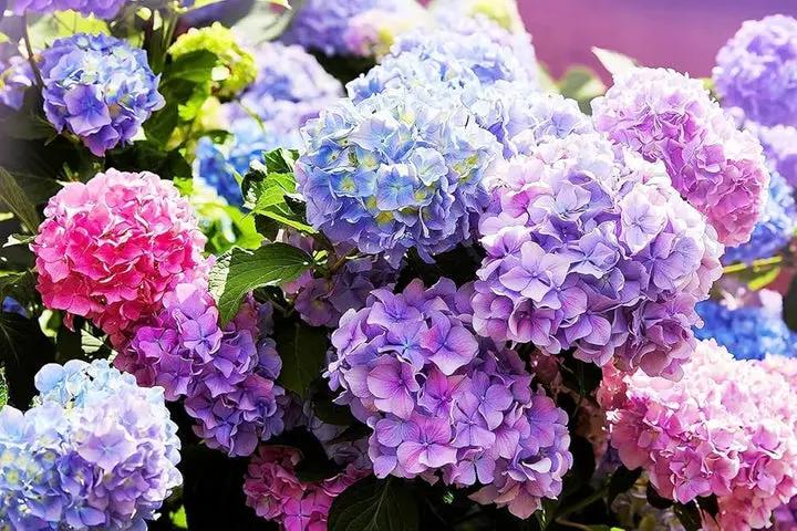Blue,Pink,Purple Hydrangea Flower Seeds for Planting, NON GMO Seeds Dhara Seeds