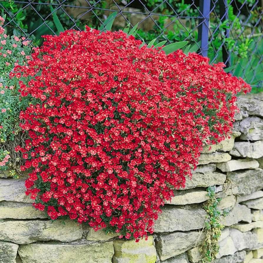 Roccia Cress Cascading Red Viola Aubrieta Perennial Plant Seeds