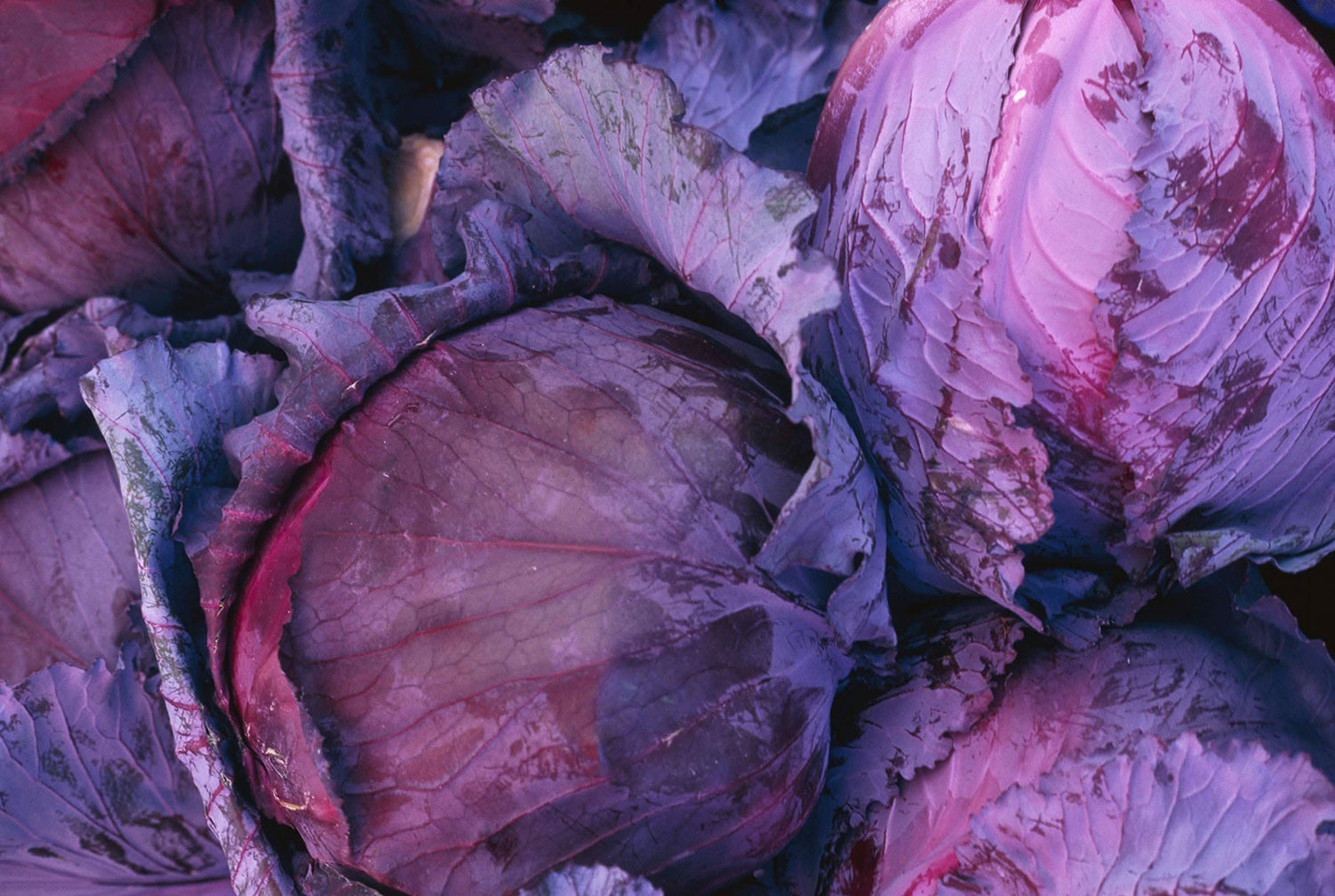 Red Acre Cabbage Brassica Oleracea Seeds