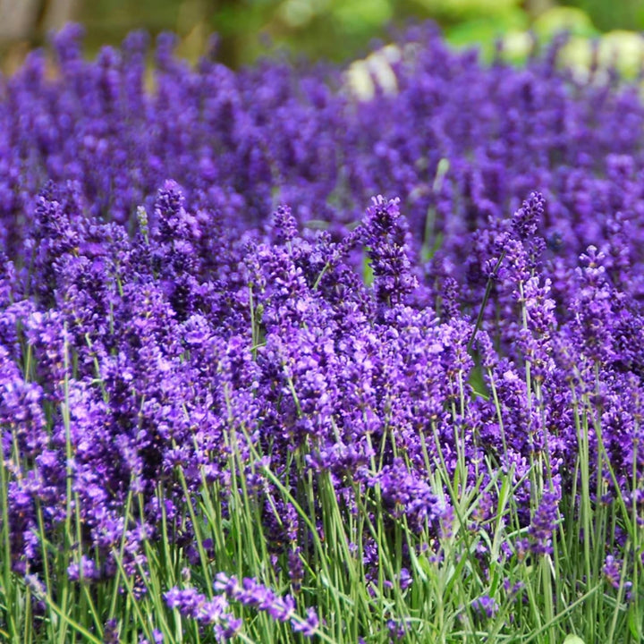 Heirloom Non-GMO Provence Lavender Flower Seeds – Pink Blooms for Planting