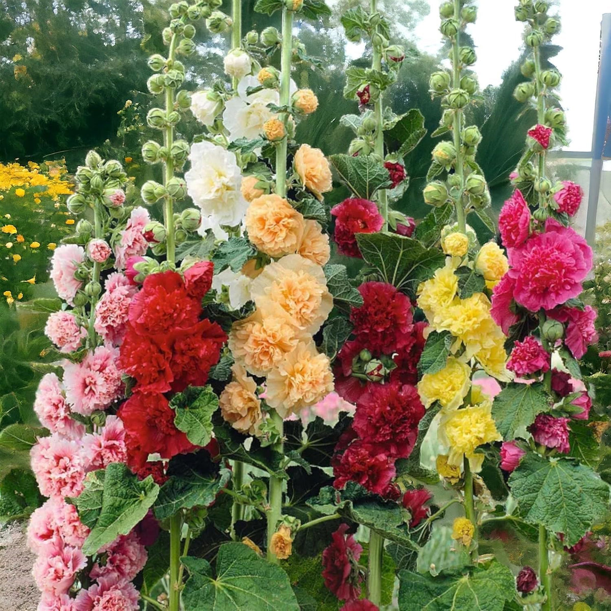 Fordhook Riesen Malve mixed flower seeds for garden beds