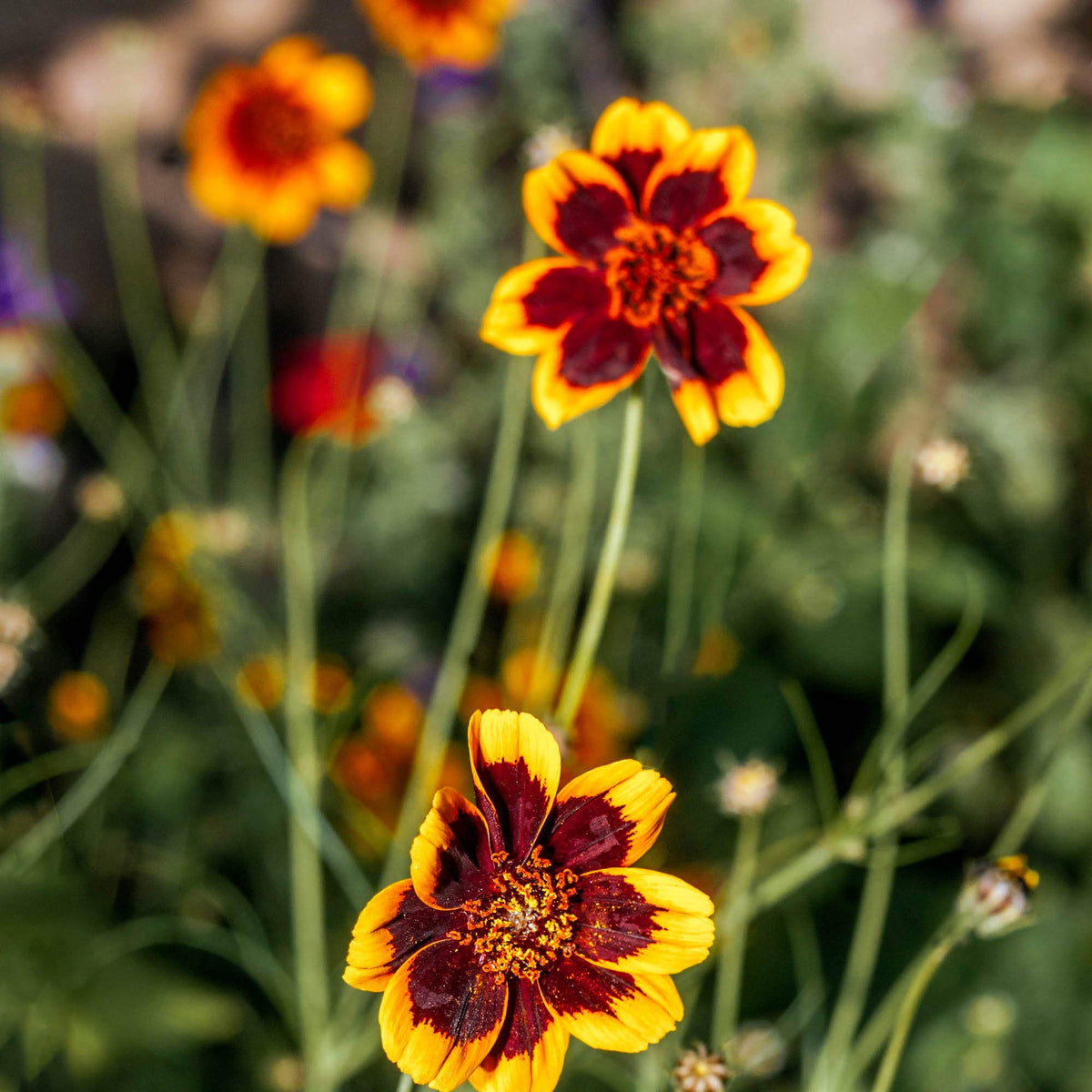 Cosmidium brunette Cosmidium burridgeanum for annual flowers