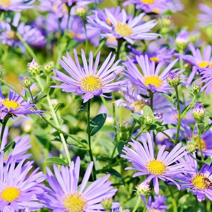Aster Novae Belgii Flower Mix Seeds – Hardy Perennial Blooms in Assorted Shades