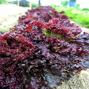 Lettuce Lactuca Sativa Ruby Red Leaf Vegetable Seeds for Planting – Crisp Leafy Greens for Kitchen Garden and Raised Beds