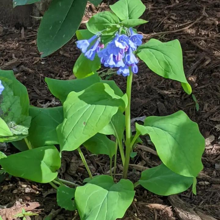 Mertensia Flower Seeds for Planting - NON GMO Seeds Dhara Seeds