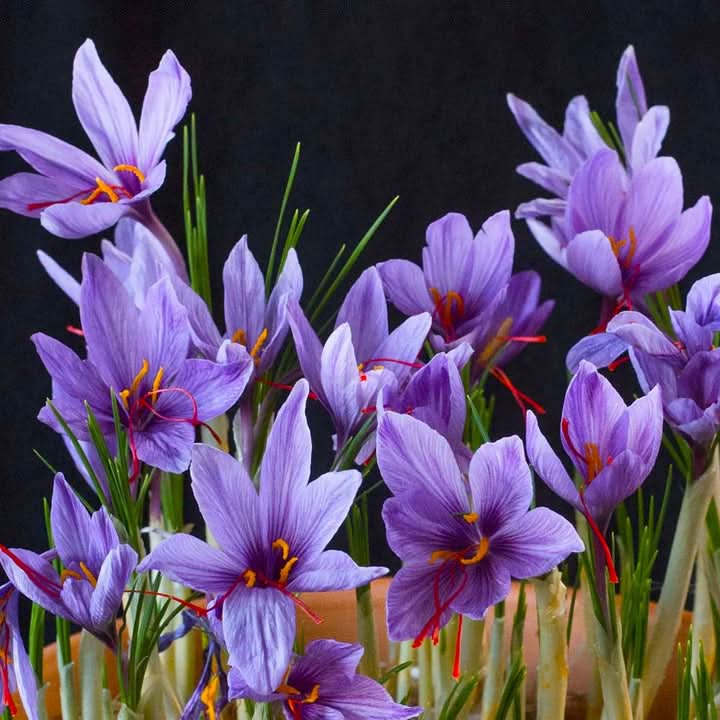 Crocus Flower Seeds for Planting