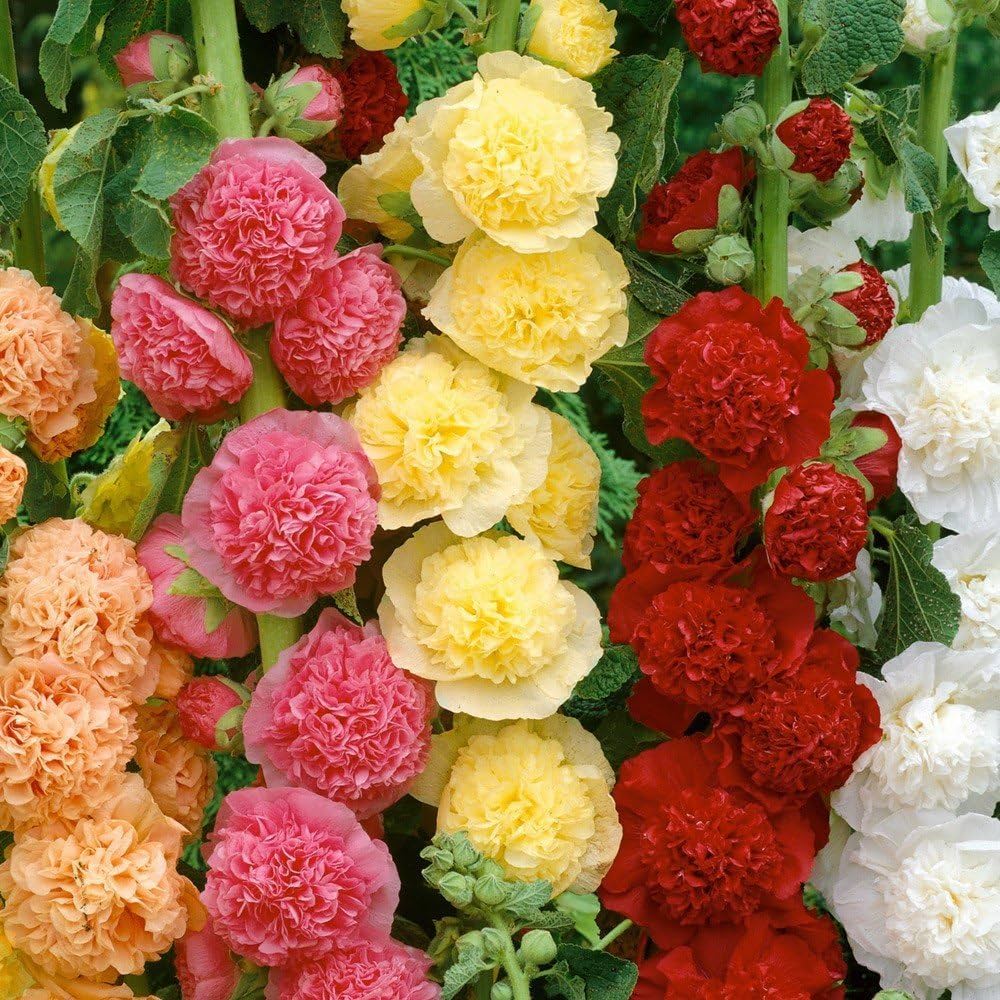 Fordhook Riesen Malve Mix Seeds for Planting Garden Flower Bed