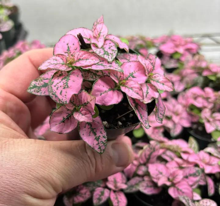 Pink Green Hypoestes Splash Flower Seeds for Planting - NON GMO Seeds Dhara Seeds