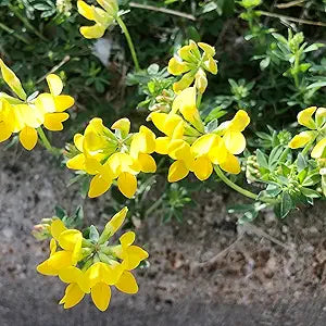 Trefoil Lotus Corniculatus Bird's Foot Flower Seeds for Planting