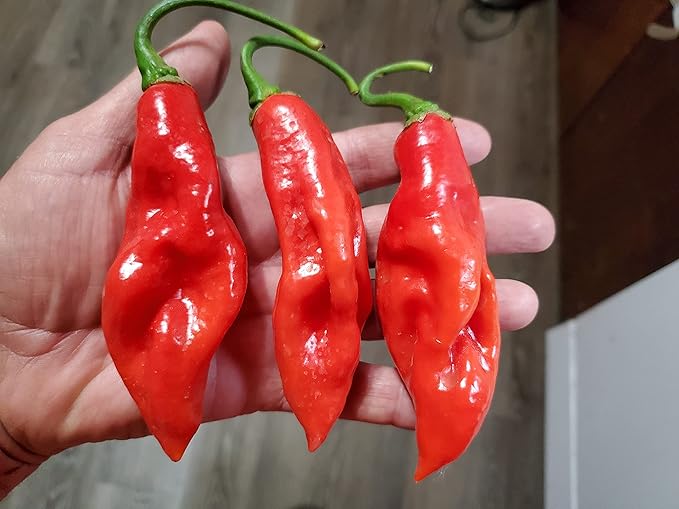 Trinidad Pimento Capsicum chinense Pepper Seeds for Planting in Garden