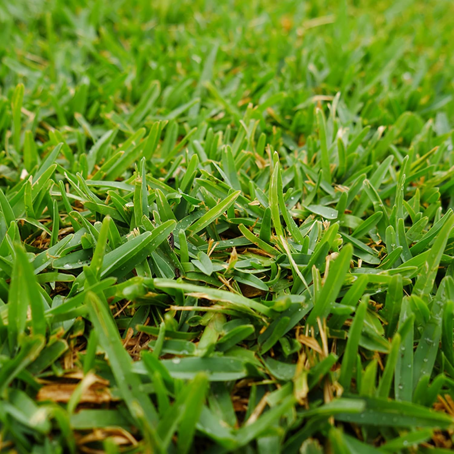 Buffalo Grass Seeds