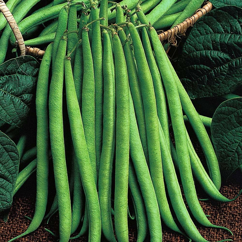String Bea Seeds Snap String Beans Seeds – Crisp, Easy-to-Harvest Beans – Dharaseeds