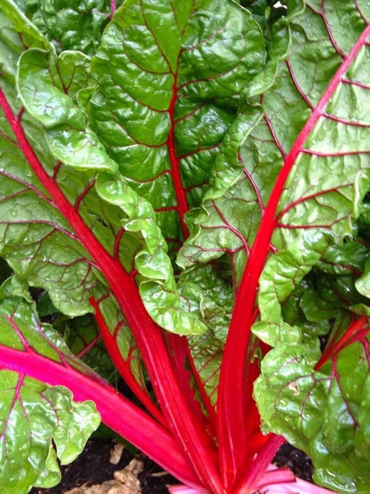 Heirloom Swiss Chard Lucullus - Seeds for Heat-Tolerant, Heavy-Yielding Greens