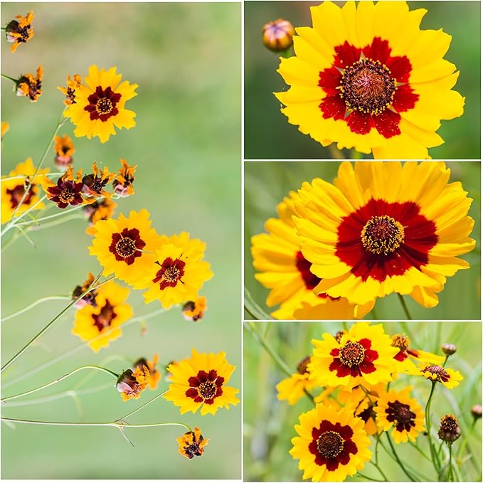 Coreopsis Coreopsis spp. Flower Seeds for Planting in Flower Bed & Garden