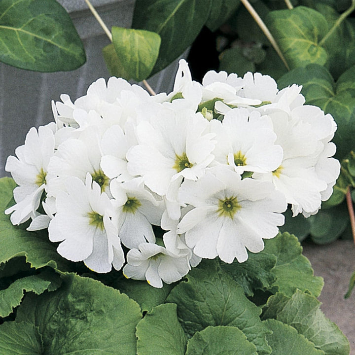 Obconica Flower Seeds for Planting - 100