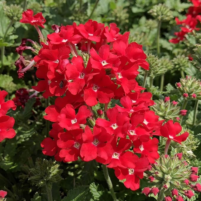 Verbena Logro Scarlet Flower Seeds for Brilliant Red Blooms