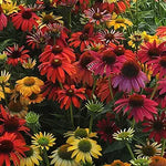Echinacea Spirit Flower seeds for vibrant purple blooms