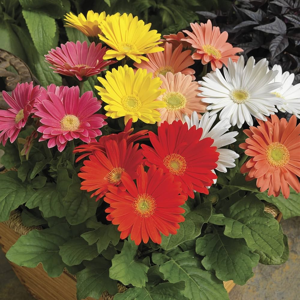 Daisy Gerbera Jamesonii Barberton Flower Seeds for Planting – Multi-Color Fragrant Blooms for Home Garden