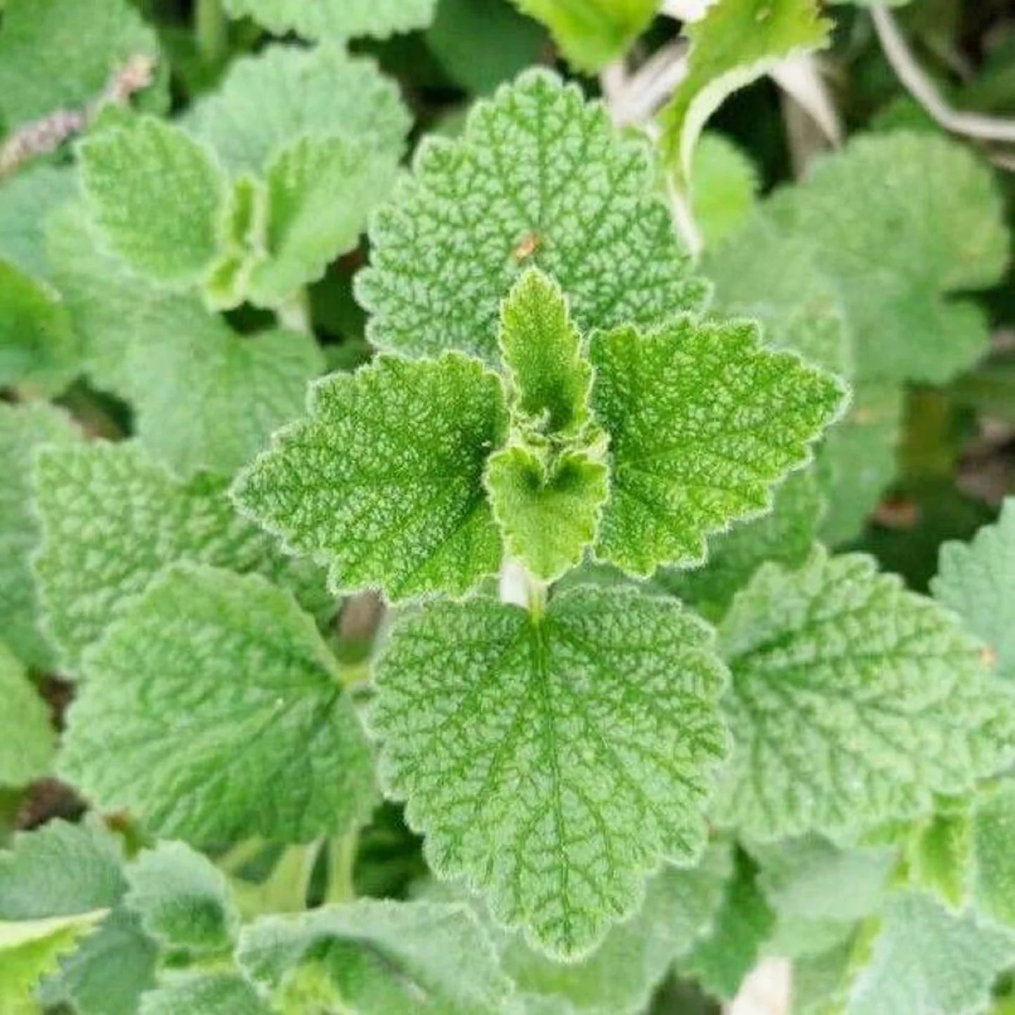 Green Horehound Seeds – Traditional Medicinal Herbs-Heirloom & Non-GMO Seeds for planting – Fresh Herb for Your Garden