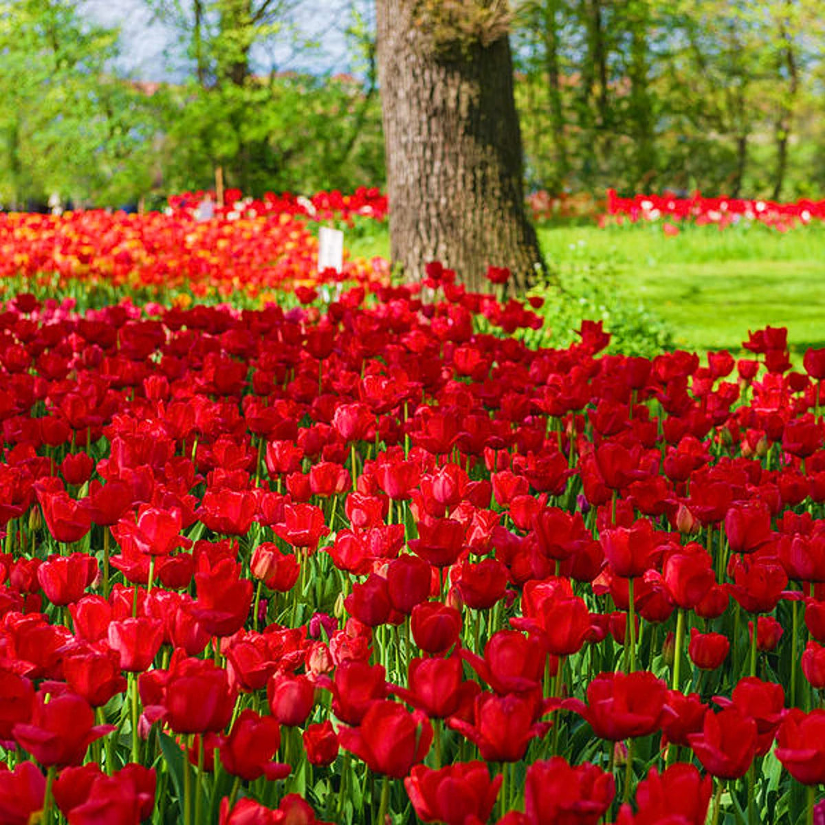 Daydream Darwin Hybrid Tulip Bulbs pcs Yellow to Orange