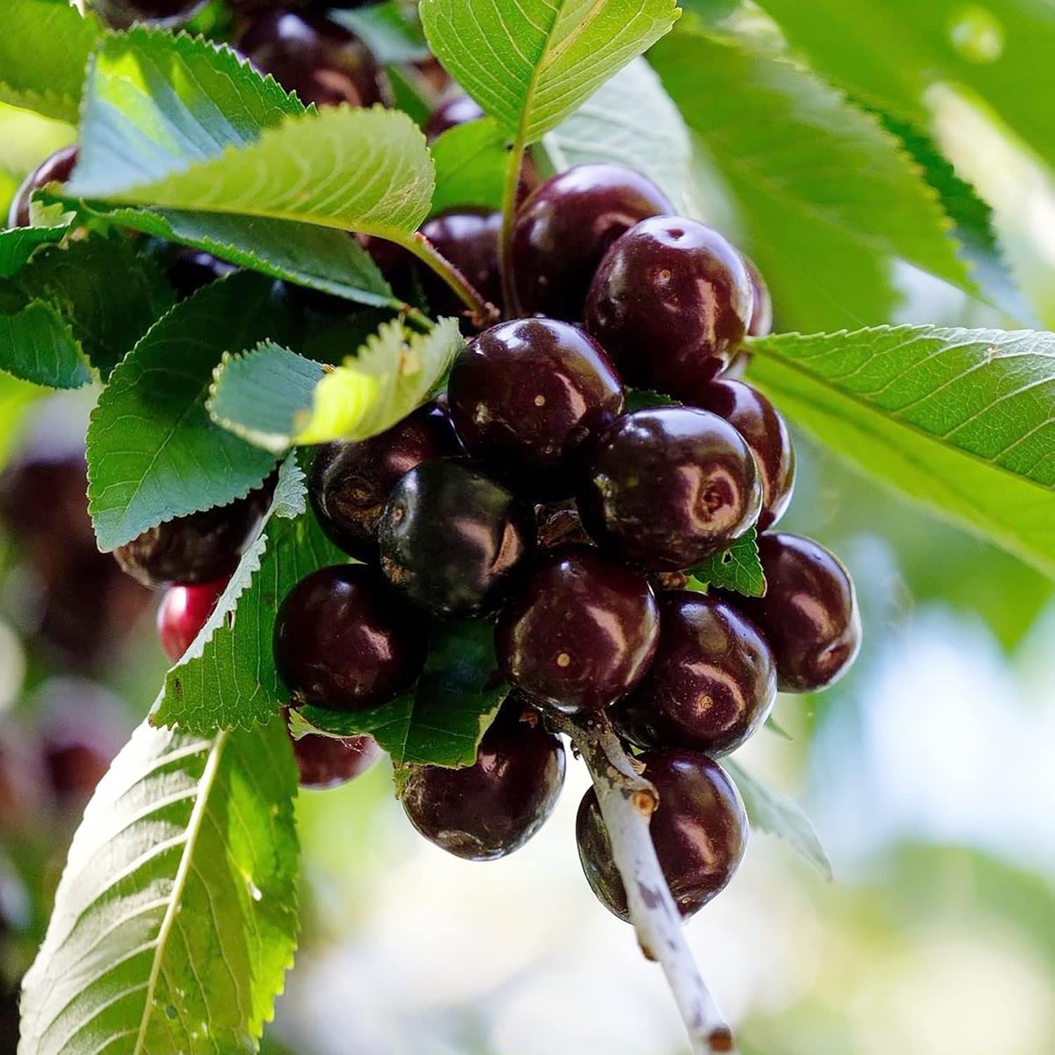 Black Cherry Seeds